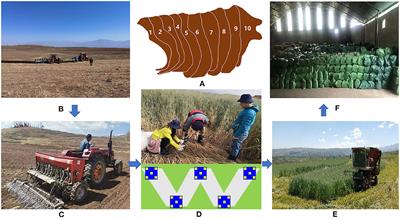 Soil properties and silage quality in response to oat and pea seeding ratios and harvest stage on the Qinghai-Tibetan Plateau